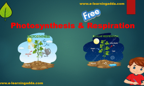 Photosynthesis And Respiration